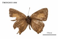 藏品(渡氏烏灰蝶)的圖片